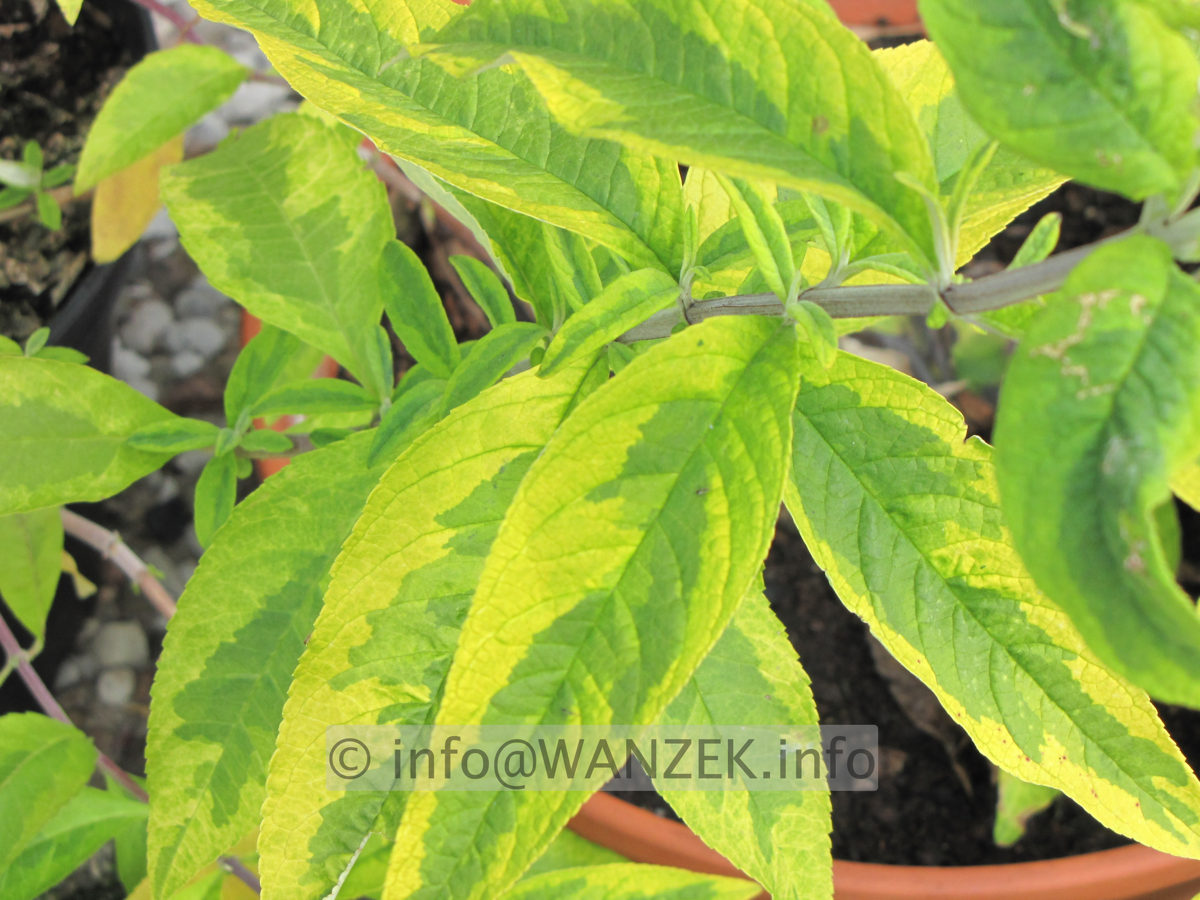 Buddleja Hybride Santana - Blaetter.JPG